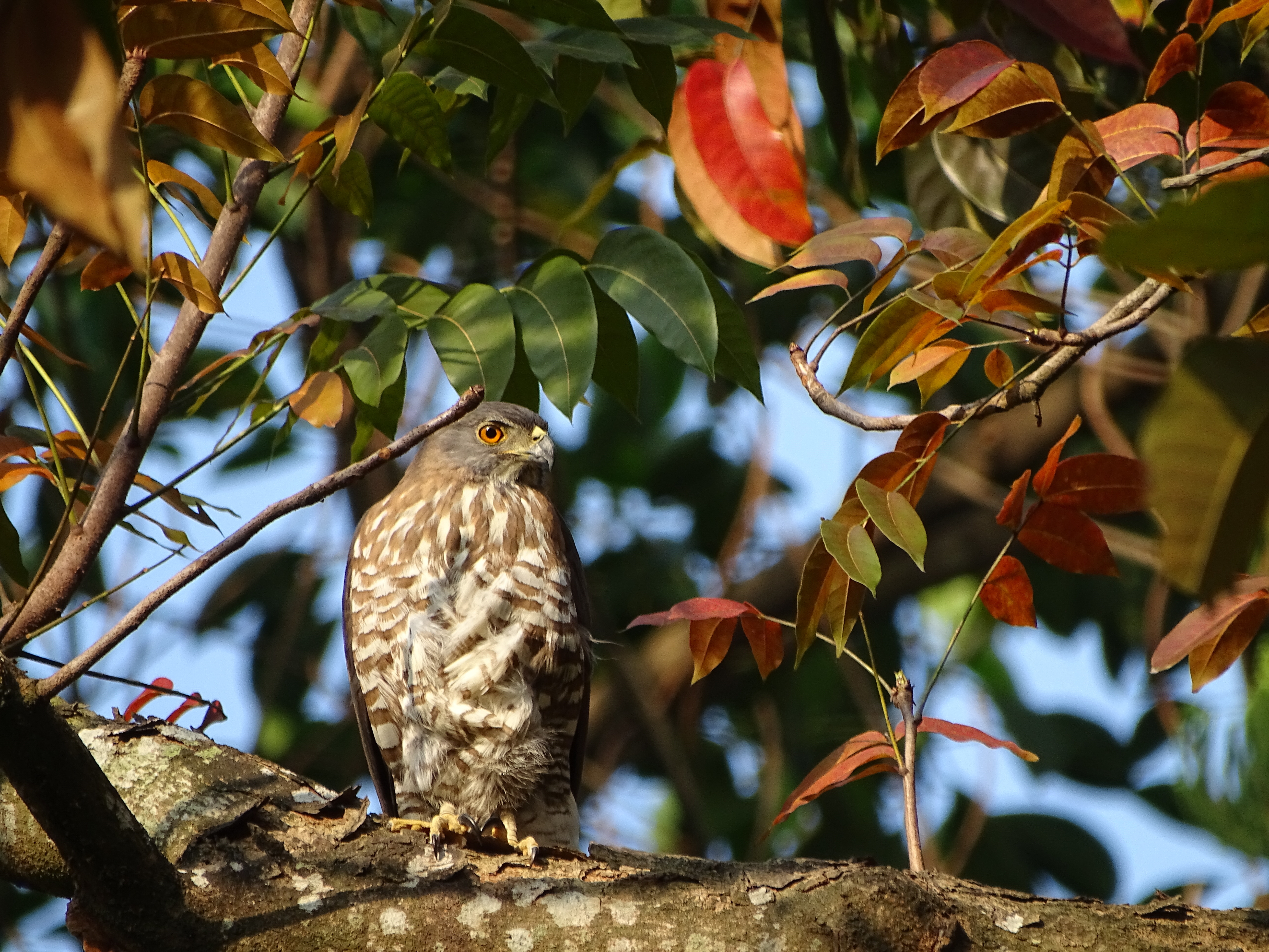 成大校園鳥類-鳳頭蒼鷹(學生黃伊君攝影)