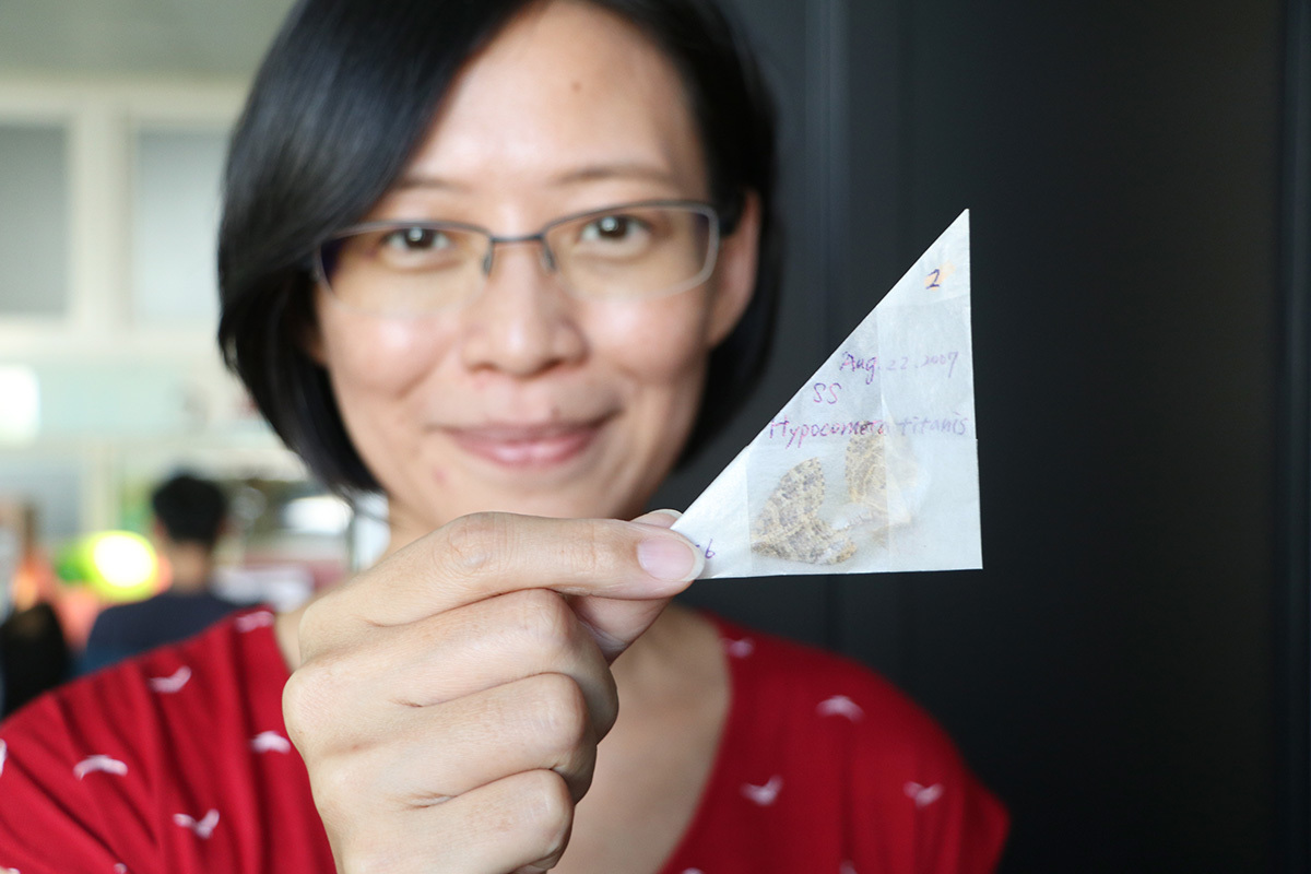 這是首篇以野外長期數據證實暖化導致熱帶昆蟲體形縮小的研究