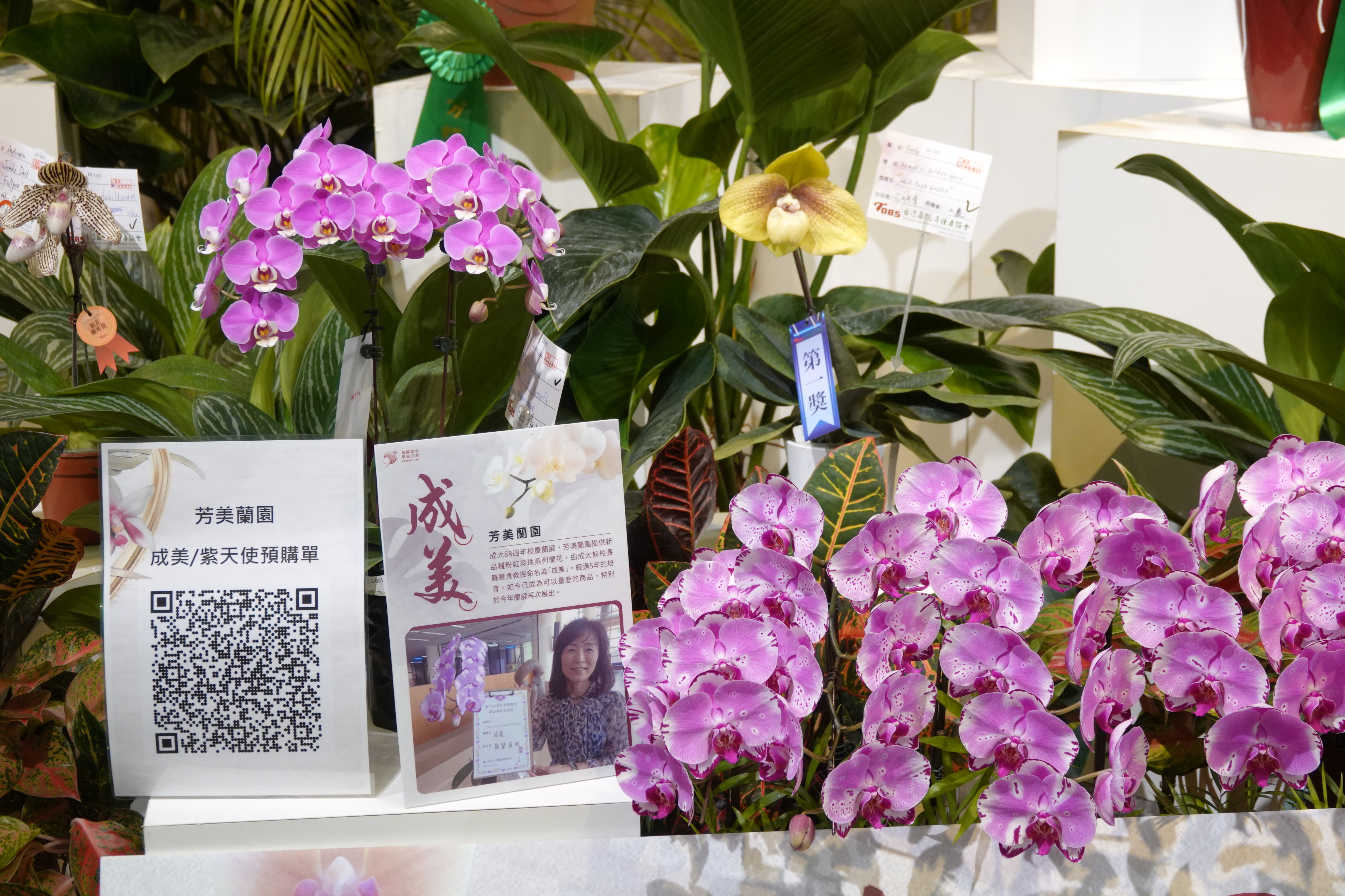 歷經 3、4 年才培育成功，並分別由前校長馬哲儒及蘇慧貞分別命名為「紫天使」、「成美」的蘭花，現在推出限量預購