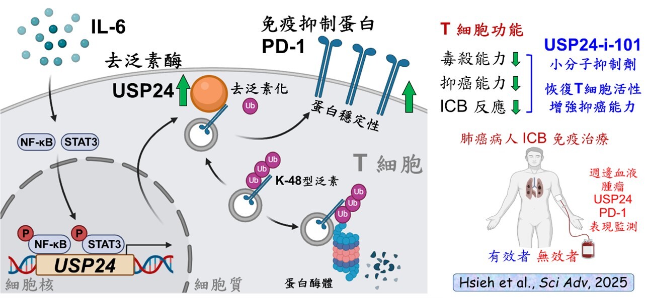 圖四：成大藥理學研究所所長王憶卿講座教授與生物科技與產業科學系洪建中特聘教授團隊，成功解析人體免疫反應中重要角色T細胞內的去泛素酶USP24，可調控免疫抑制蛋白PD-1穩定性的機制，提供發展新型免疫治療藥物的重要基礎。