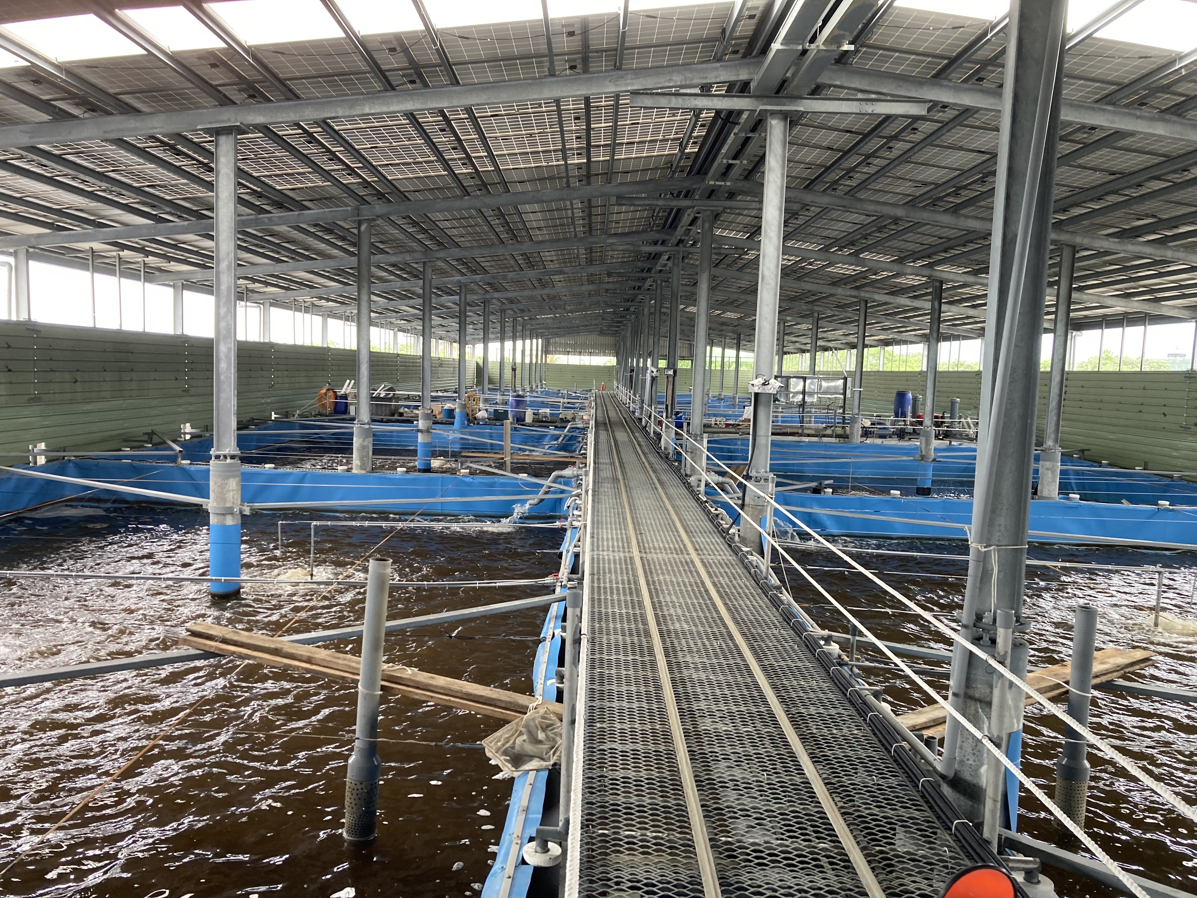 成大漁電共生團隊結合太陽能設備發電與水產生物養殖，促進友善漁業的發展