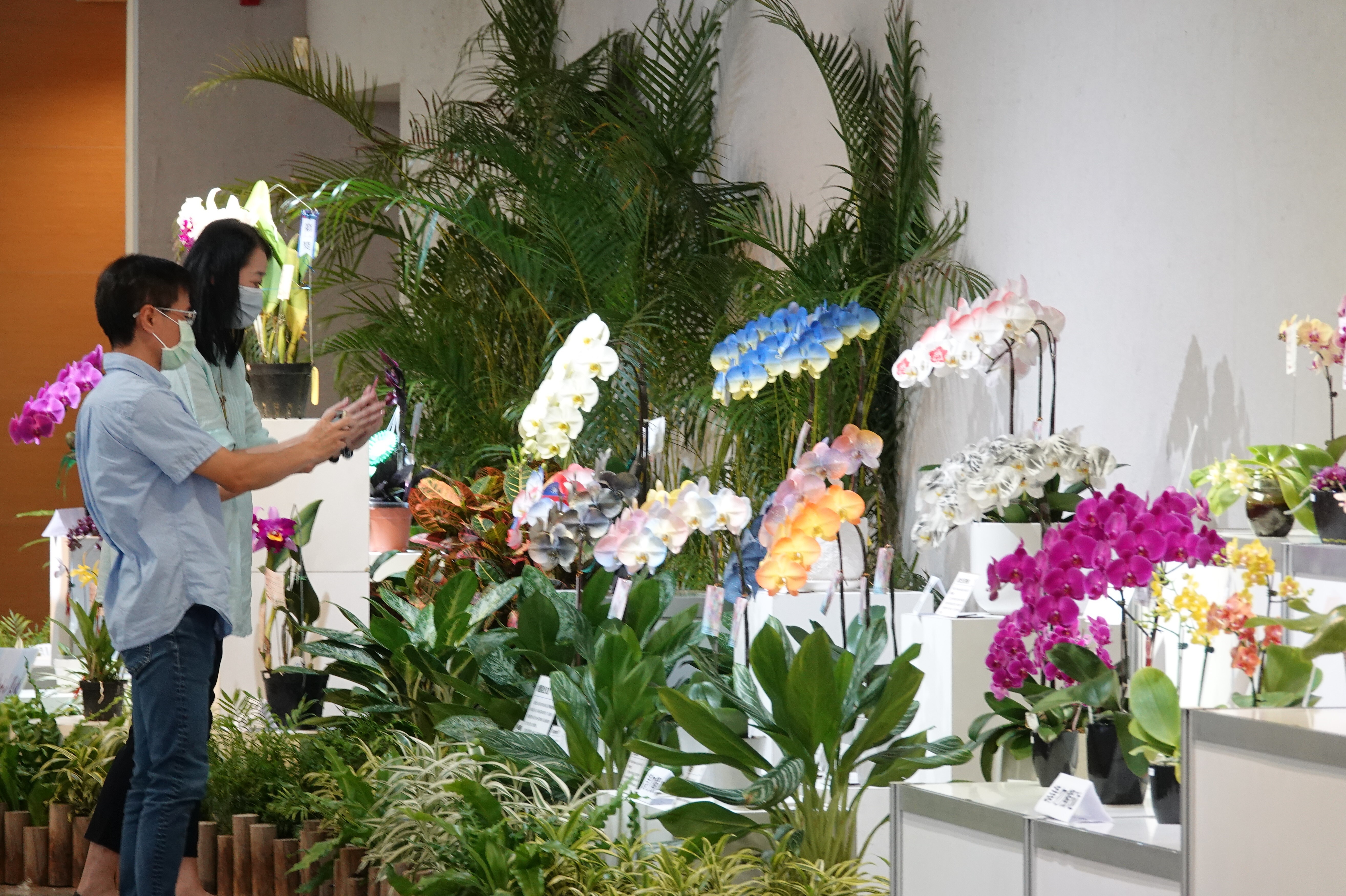 成大 91 校慶蘭展 近距離欣賞蘭花奈米噴染技術 不只蘭展,「蘭花研究新知與產業前瞻發展國際研討會」11 月 7 日將在成大登場