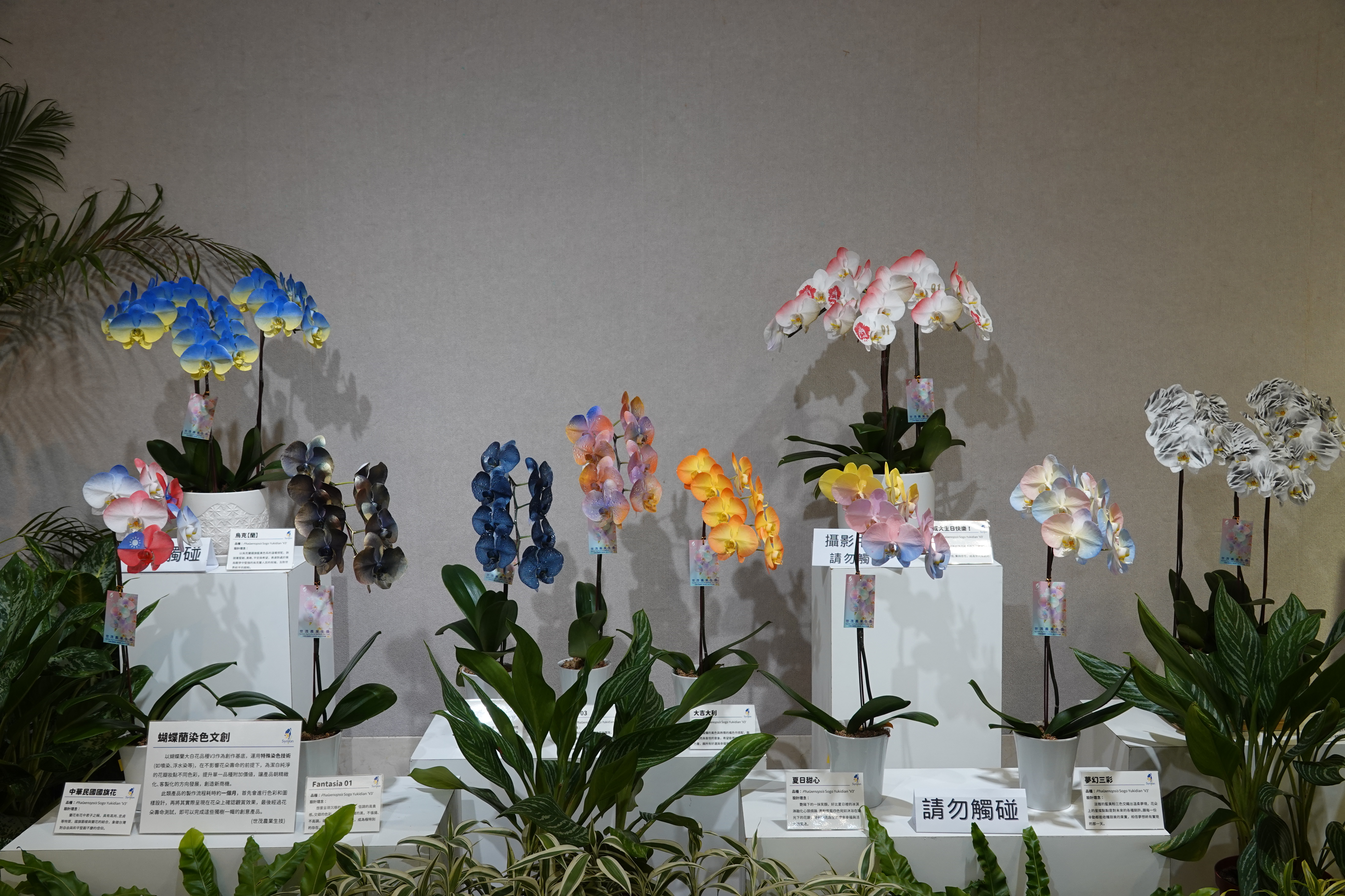 成大 91 校慶蘭展 近距離欣賞蘭花奈米噴染技術 成大 91 校慶蘭展可以近距離欣賞揚名國際的蘭花奈米噴染技術