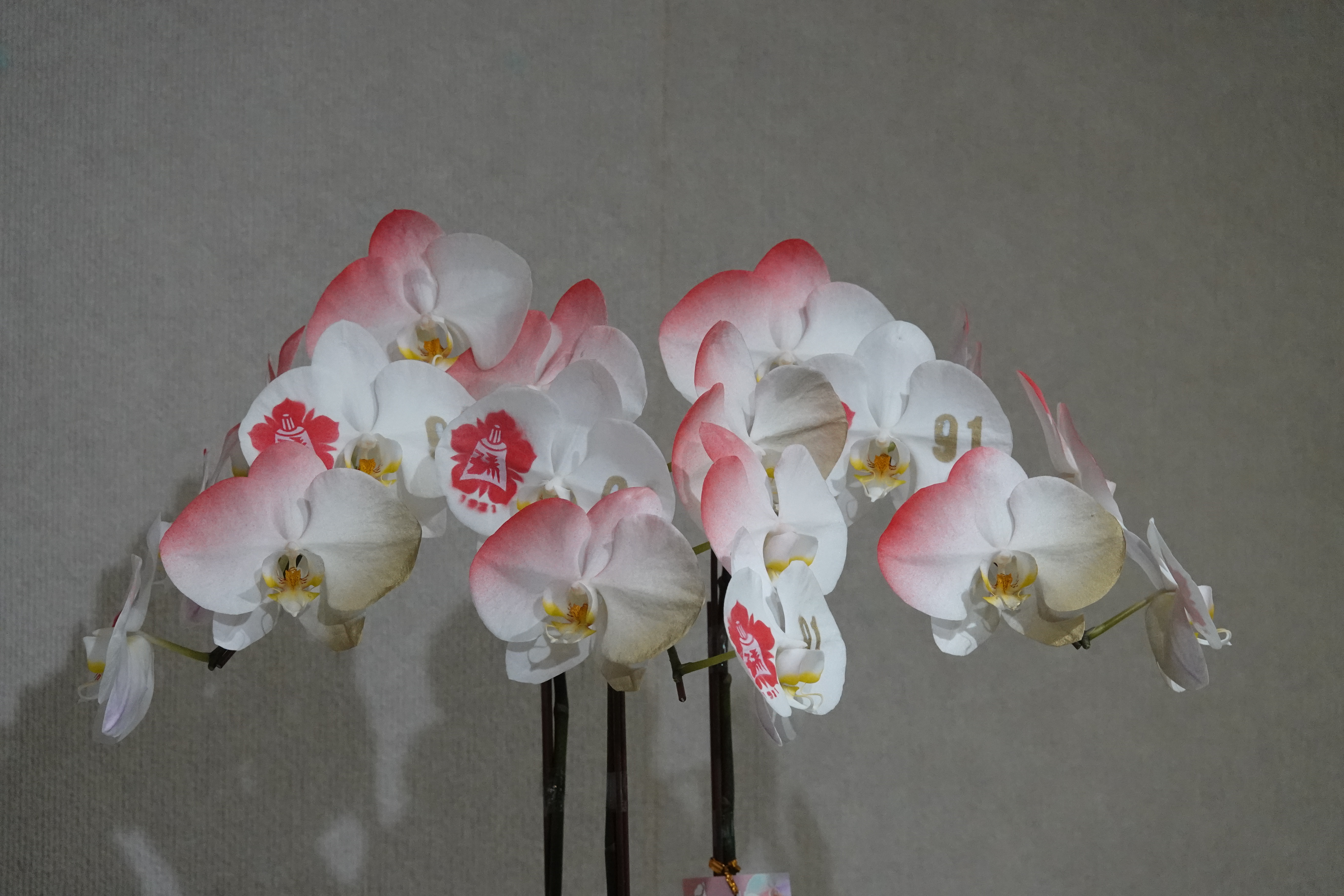 成大 91 校慶蘭展 近距離欣賞蘭花奈米噴染技術 成大 91 校慶蘭展 展出噴染成大校徽的蘭花