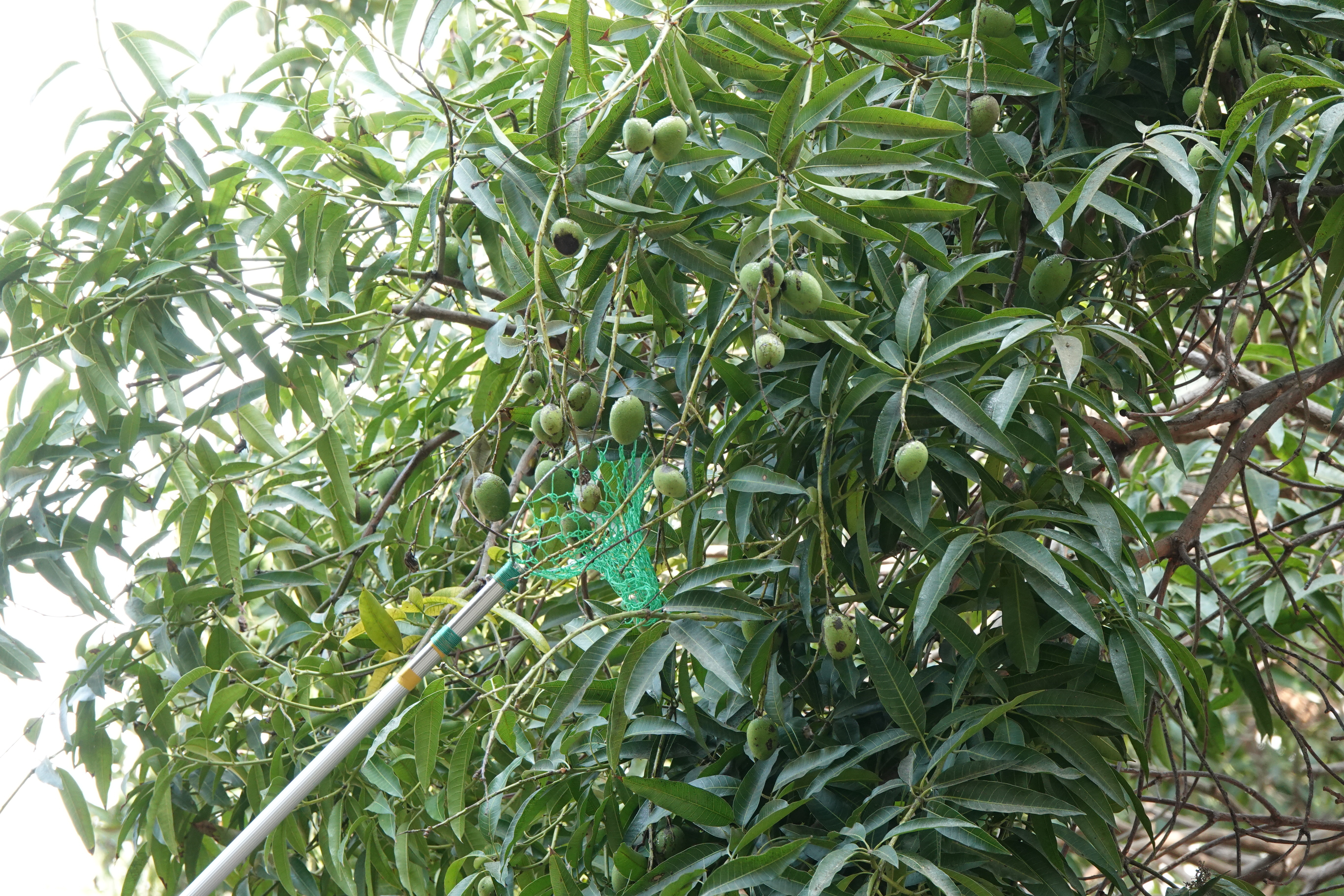 成大校園內芒果樹眾多，今年產季約在2月到3月底