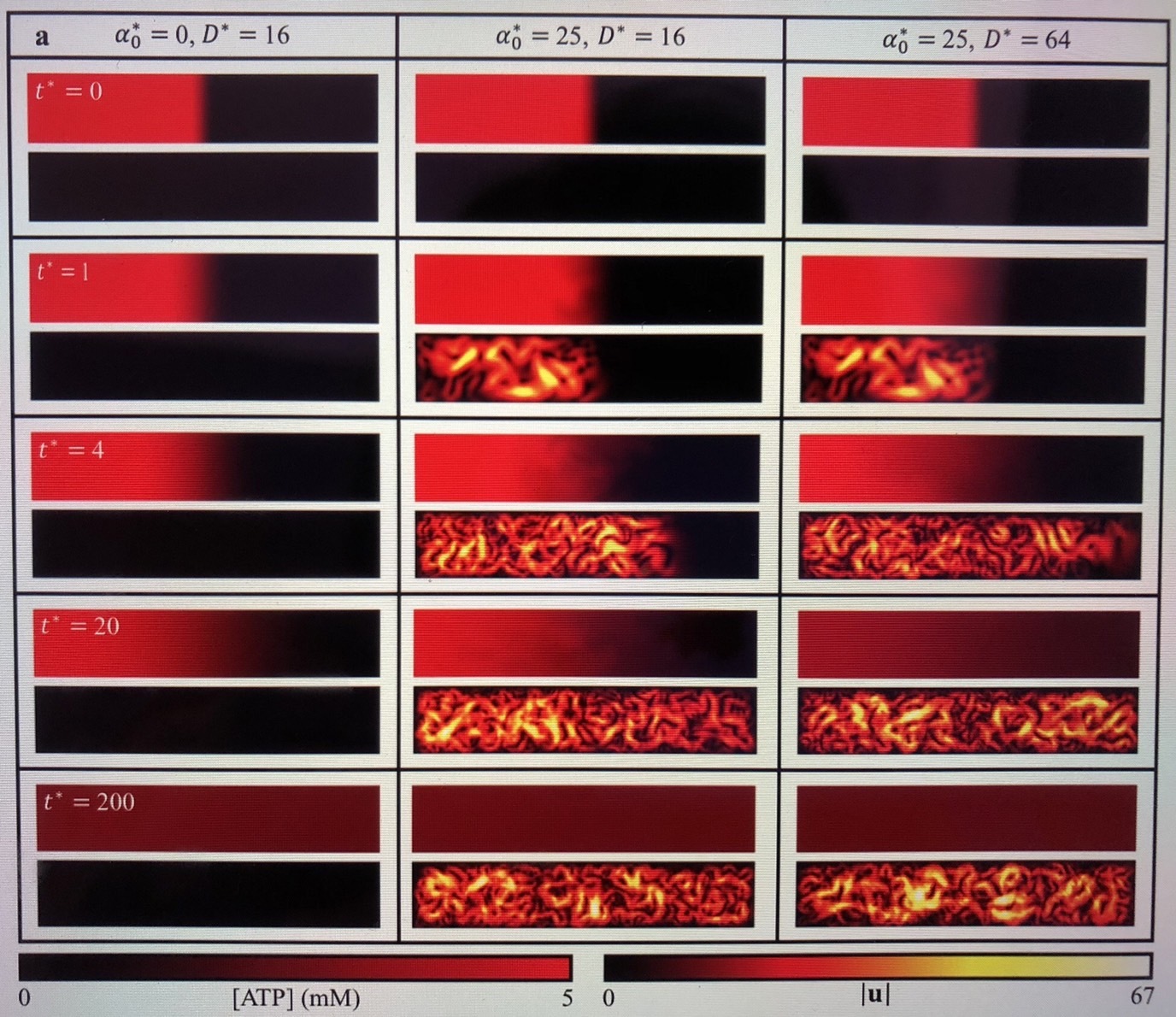 擅長計算流體動力學的闕志哲以豐厚的經驗指導研究團隊建立活性流體理論與數值模擬,並導引分析系統性的估算(diffusion mixing time),最後再與團隊的實驗做相互對比,成功完善本次研究。