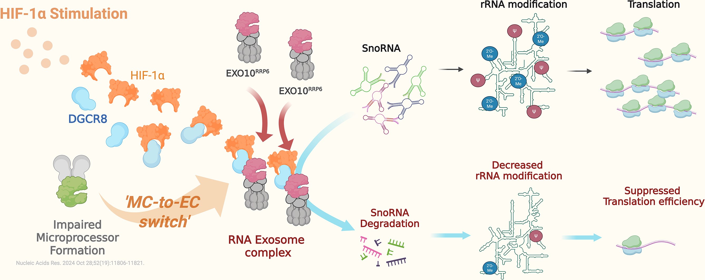 成大醫學檢驗生物技術學系陳百昇老師帶領的研究團隊,最新研究發現缺氧誘發因子HIF-1α除擔任轉錄因子外,還可在細胞核內「重塑」RNA代謝路徑,進而影響核糖體RNA修飾與蛋白質生產效率,為理解腫瘤在缺氧與生長刺激下的適應策略提供新視角