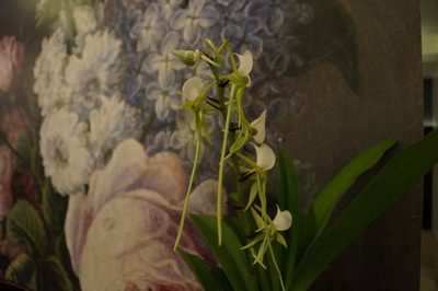 NCKU Research Team Unveils the Genome Sequence and Evolution of Orchids