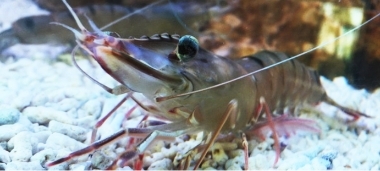 NCKU Professor Chu-Fang Lo Received OIE Meritorious Award For Research On Disease of Shrimp