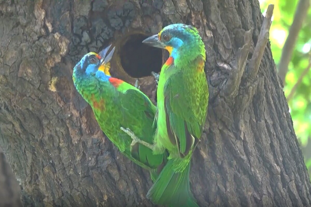 Green Campus Attracts Wildlife　Endangered Species Appear in NCKU