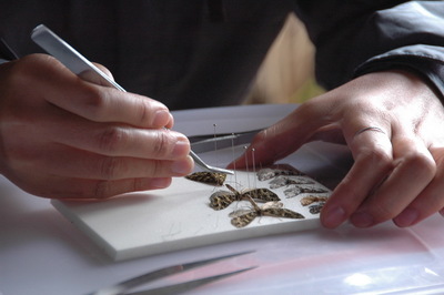 成大陳一菁教授暨國際團隊合作著作的論文，躍登頂尖期刊Science