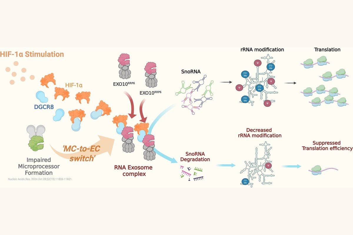 NCKU Researchers Achieve New Milestone in RNA Biology, Opening a New Chapter in Hypoxia Biology