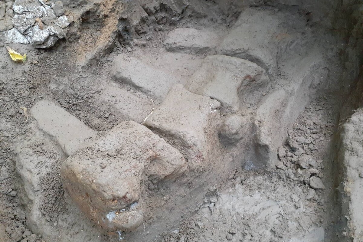 「鯨」奇發現　成大師生團隊與科博館協力挖出台灣史上最完整鯨魚化石