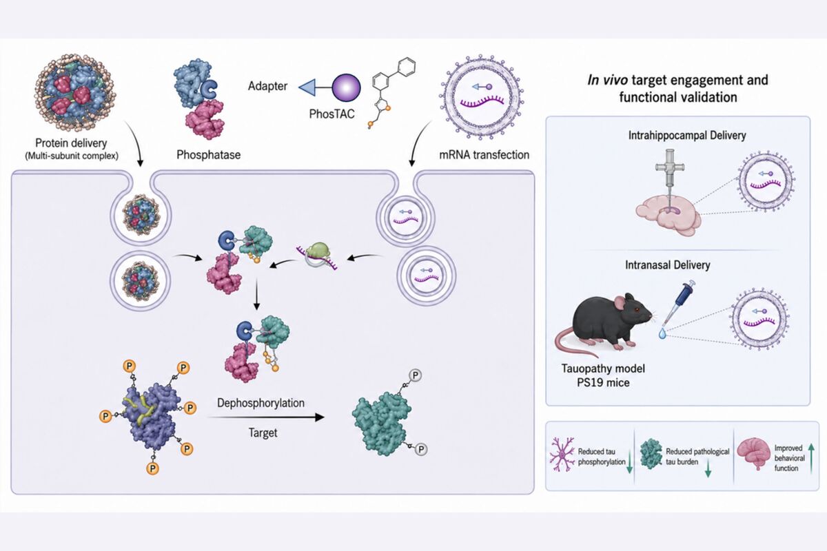 NCKU-Led Interdisciplinary Team Develops Cutting-Edge Targeted Protein Dephosphorylation Platform, Opening New Possibilities for Precision Treatment of Cancer and Neurodegenerative Diseases